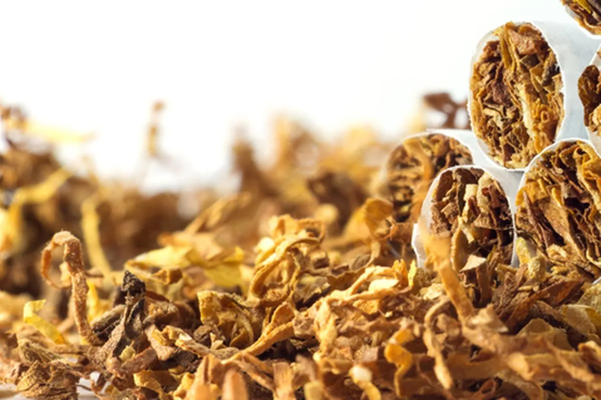 Cukai Rokok Sumbang Rp 216,9 Triliun, Indonesia Terjebak Paradoks Ekonomi Asap